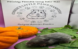 Hamster rodents for sale: Pedigree Syrian hamsters  - Image 8
