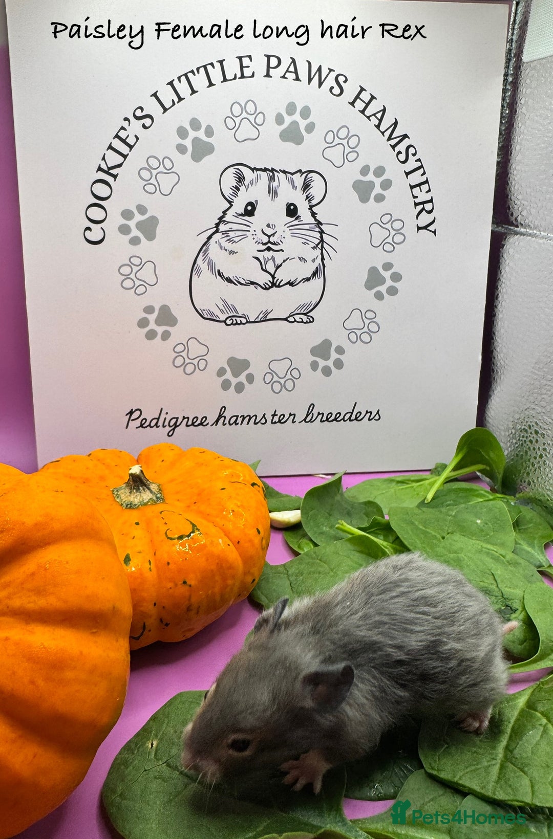 Hamster rodents for sale: Pedigree Syrian hamsters  - Image 8