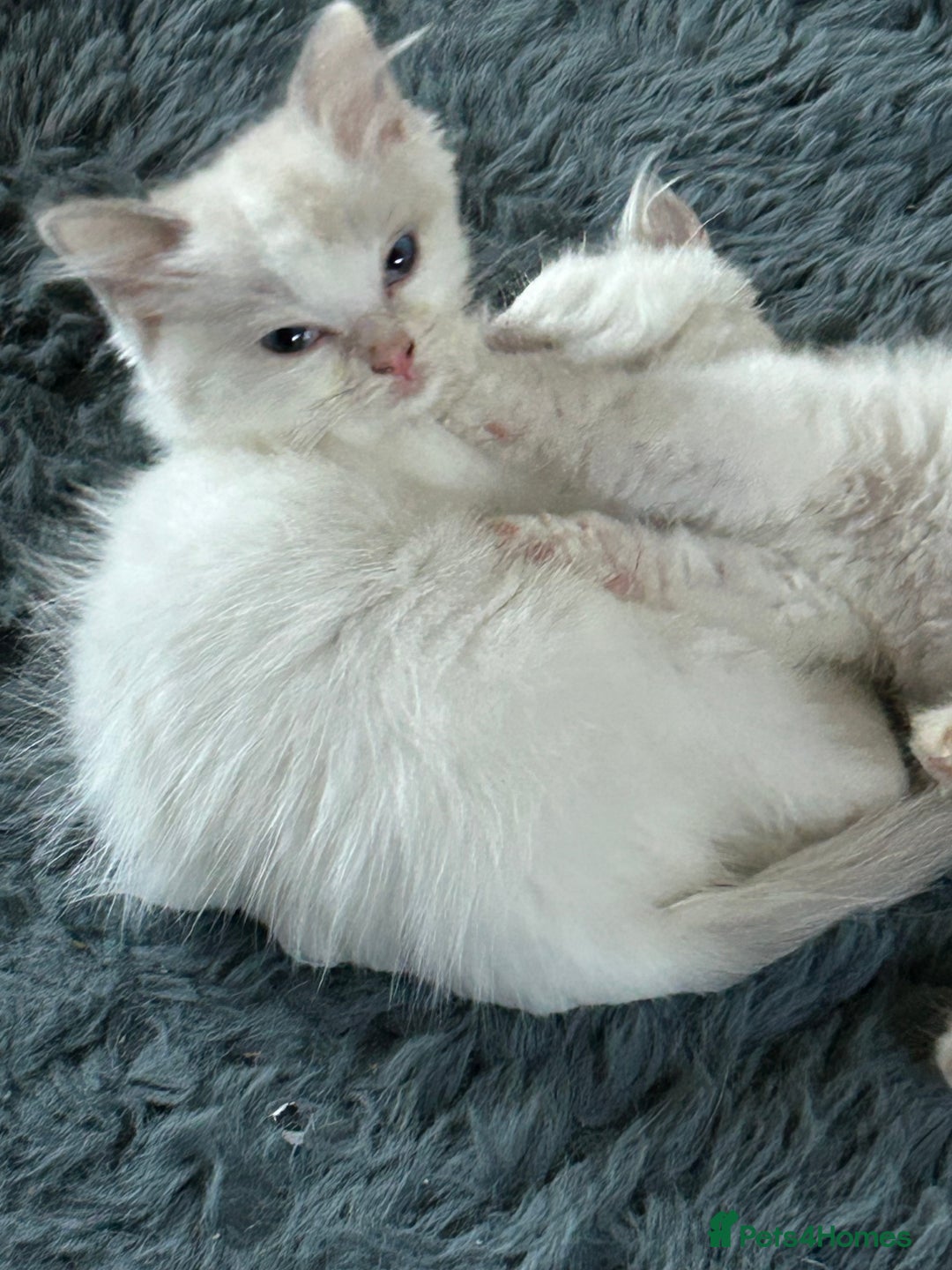 Ragdoll cats for sale: 2 MALE RAGDOLL KITTENS FOR SALE - Image 5