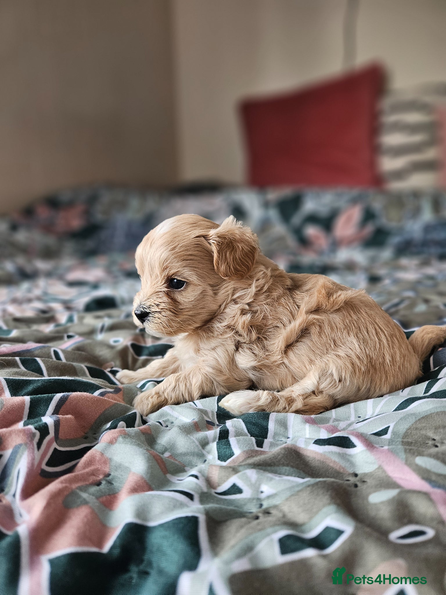 Maltipoo dogs for sale: Cute Small Maltipoos F1  - Advert 5