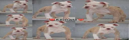 Olde English Bulldogge dogs for sale: 23❤️YEARS❤️5⭐️RATED❤️LICENSED❤️PROFESSIONALS❤️ - Advert 9