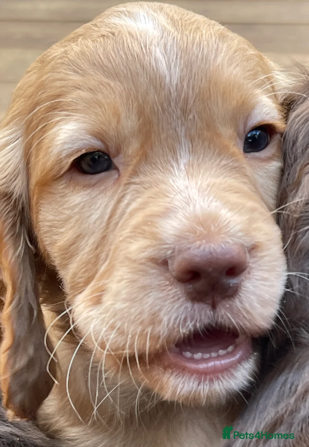Cocker Spaniel dogs for sale: All pups have now found their forever homes - Advert 1