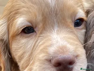 Cocker Spaniel dogs Working cocker spaniels - Advert 6