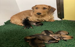 Dachshund dogs for sale: Fabulous Litter of Wirehaired Dachshund/ Teckels - Image 12