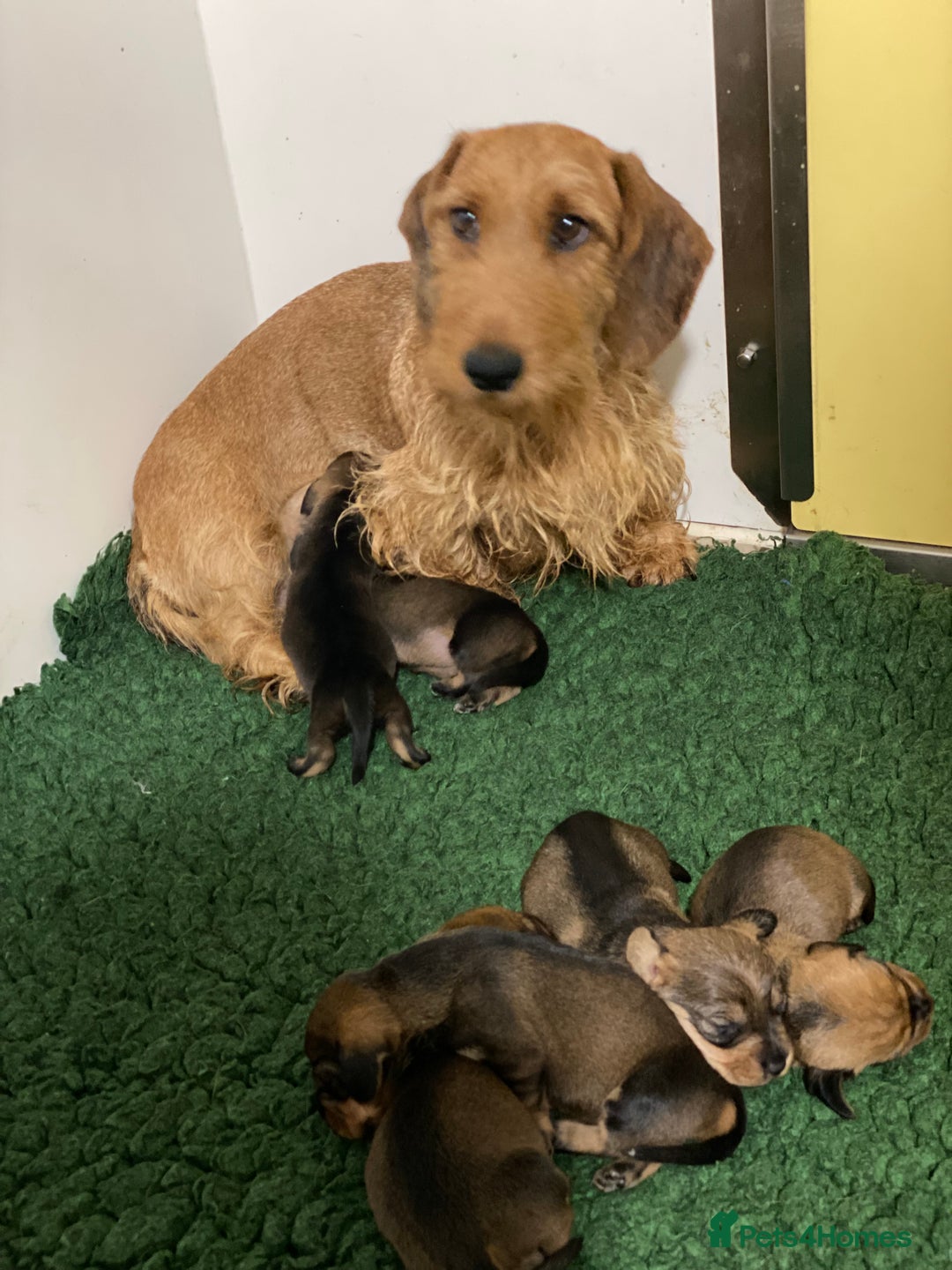 Dachshund dogs for sale: Fabulous Litter of Wirehaired Dachshund/ Teckels - Image 12