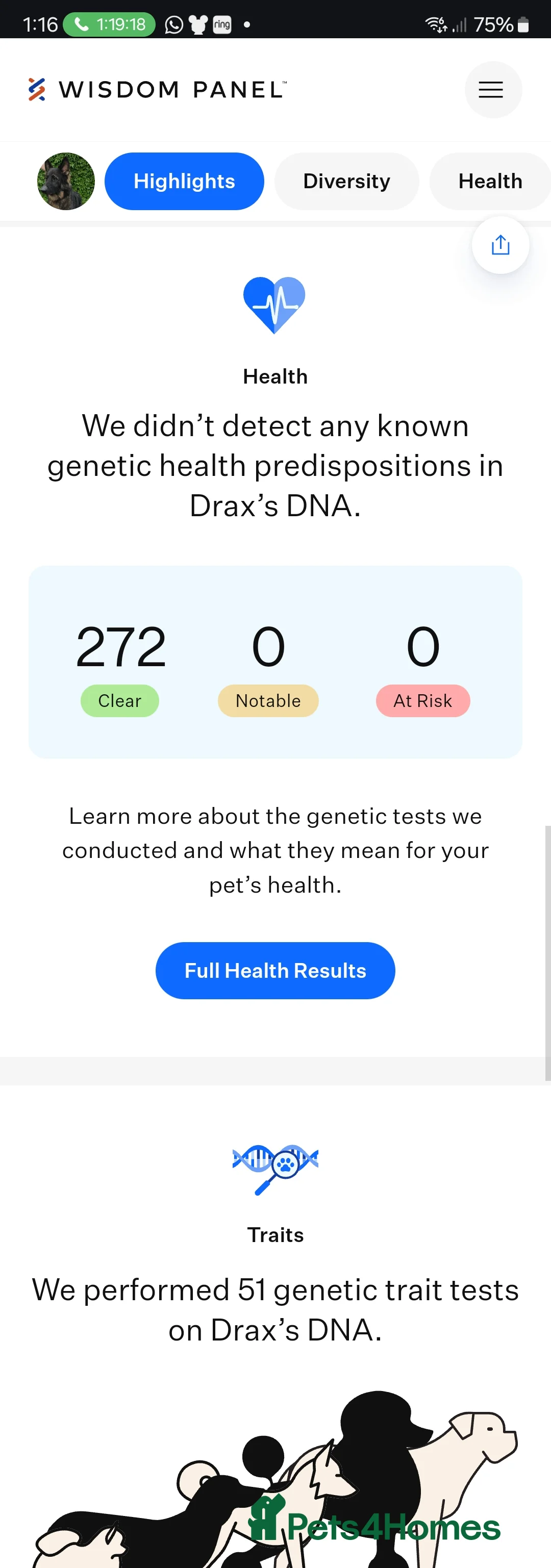 German Shepherd dogs for stud: Health tested Stunning kc reg sable stud  in Bedford - Advert 18