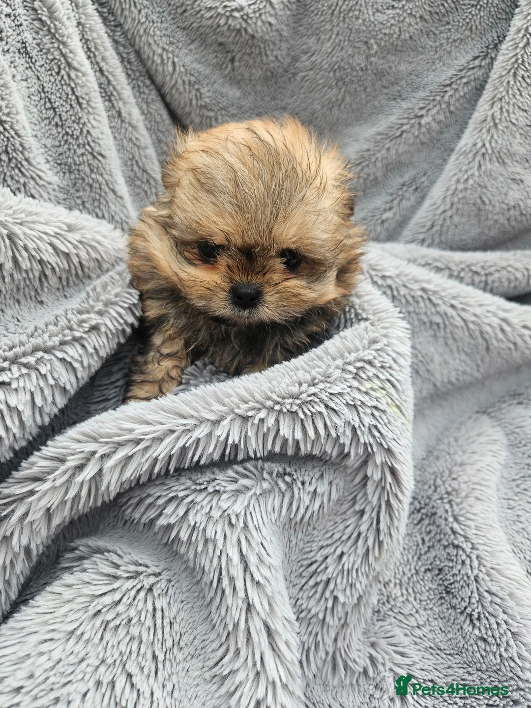 Mixed Breed dogs for sale: Last one left,quality pomeranian and shitzu cross - Advert 21