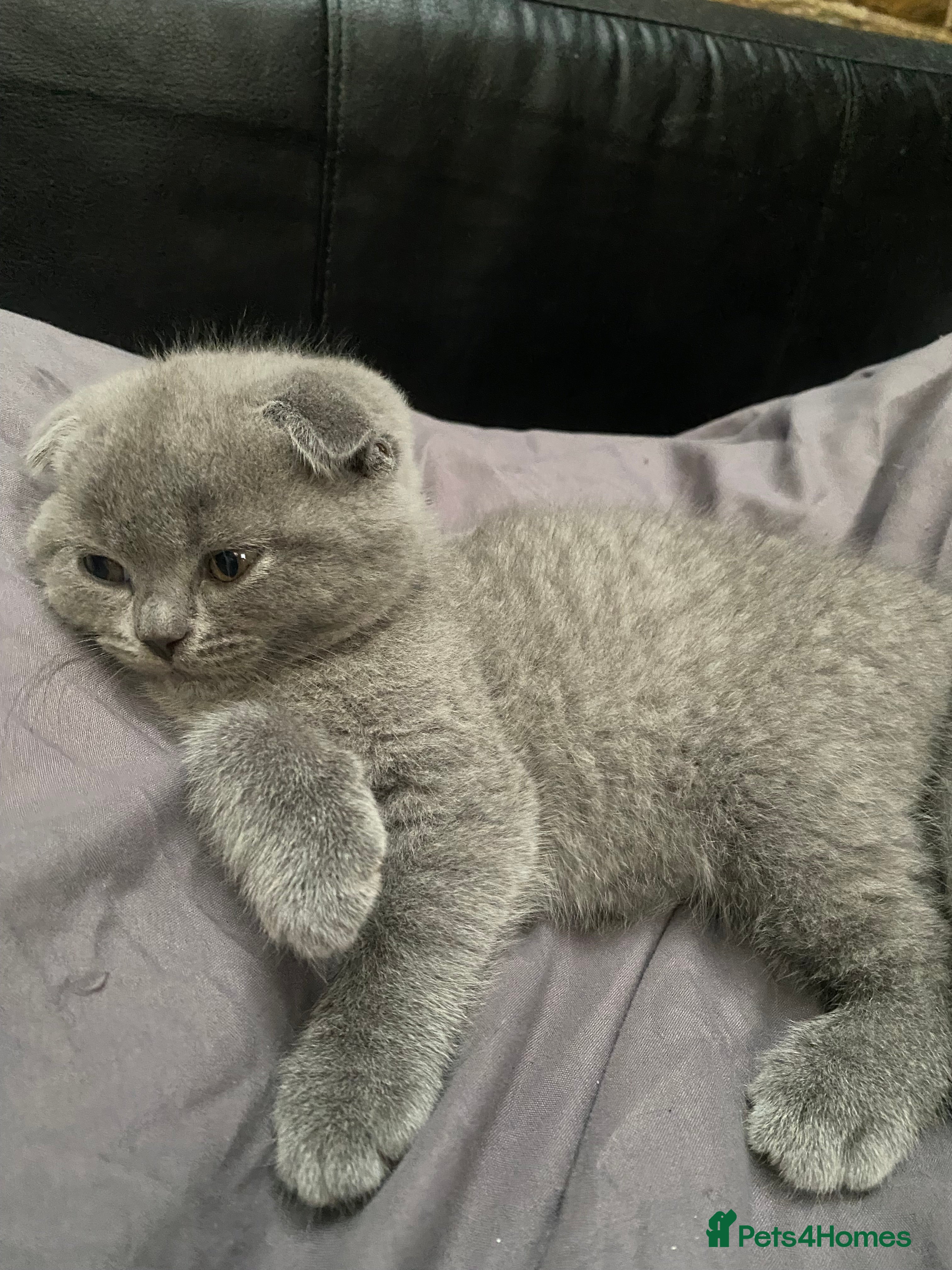 Scottish Fold cats Scottish Fold kittens for sale 3 Girls 2 Boys  - Advert 3