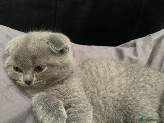 Scottish Fold cats Scottish Fold kittens for sale 3 Girls 2 Boys - Advert 4