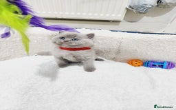 British Shorthair cats for sale: BRITISH SHORT-HAIR KITTENS   - Image 4