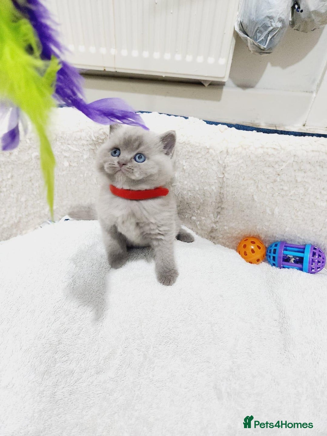 British Shorthair cats for sale: BRITISH SHORT-HAIR KITTENS   - Image 4