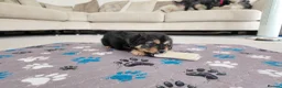 Mixed Breed dogs for sale: Beautiful Shorkie-Poo / Pom-Poo Puppies - Advert 11
