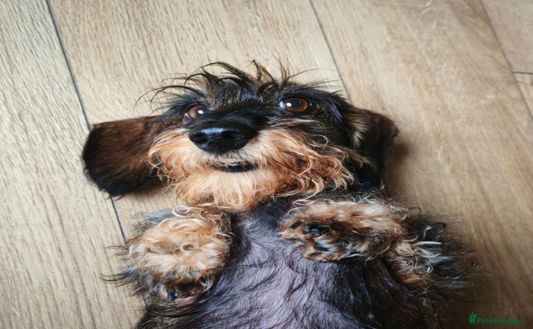 Miniature Dachshund dogs - Advert 16