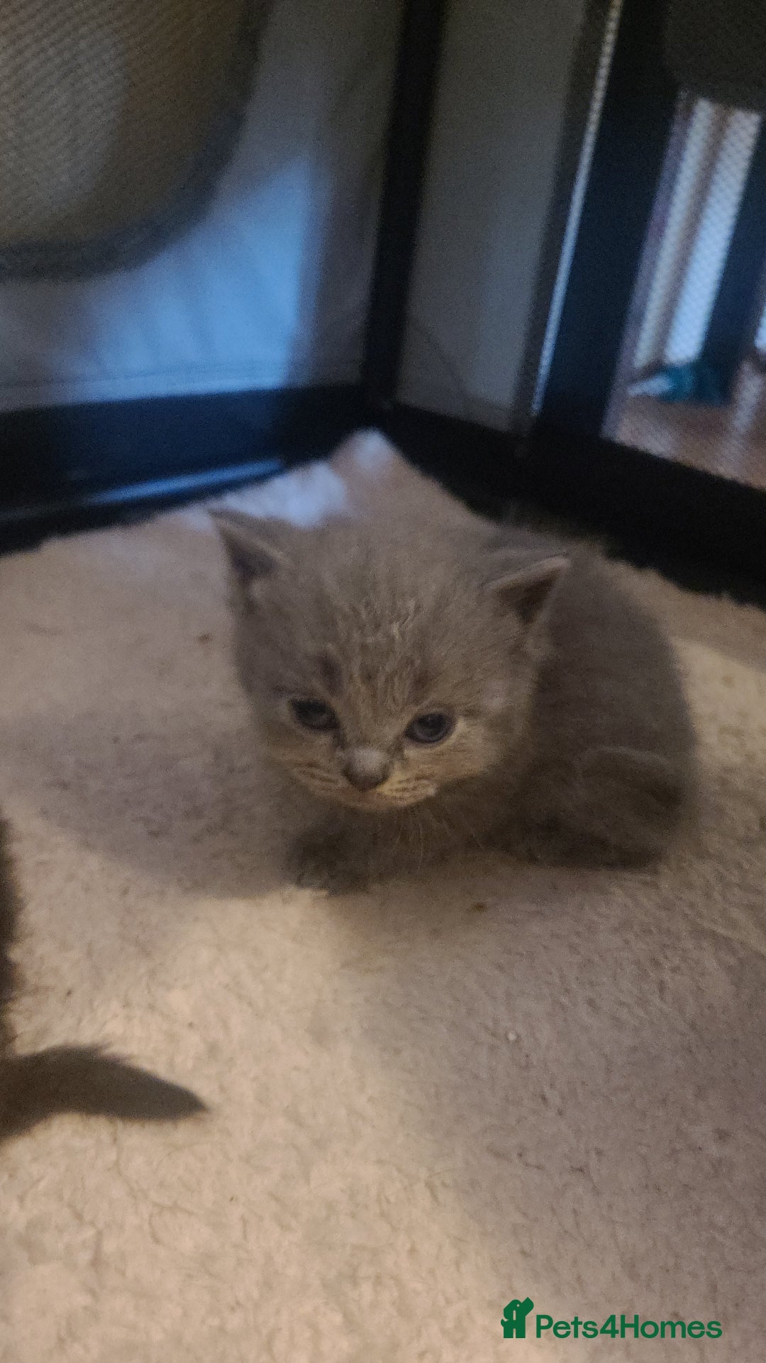 Scottish Fold cats for sale: 4 Scottish Fold kittens with mother - Image 11