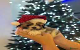 Shih Tzu dogs for sale: Beautiful litter of 6 Shih Tuz pups  - Advert 19