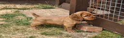 Cocker Spaniel dogs for sale: 4 Red Working Cocker Spaniel Boys - Advert 12