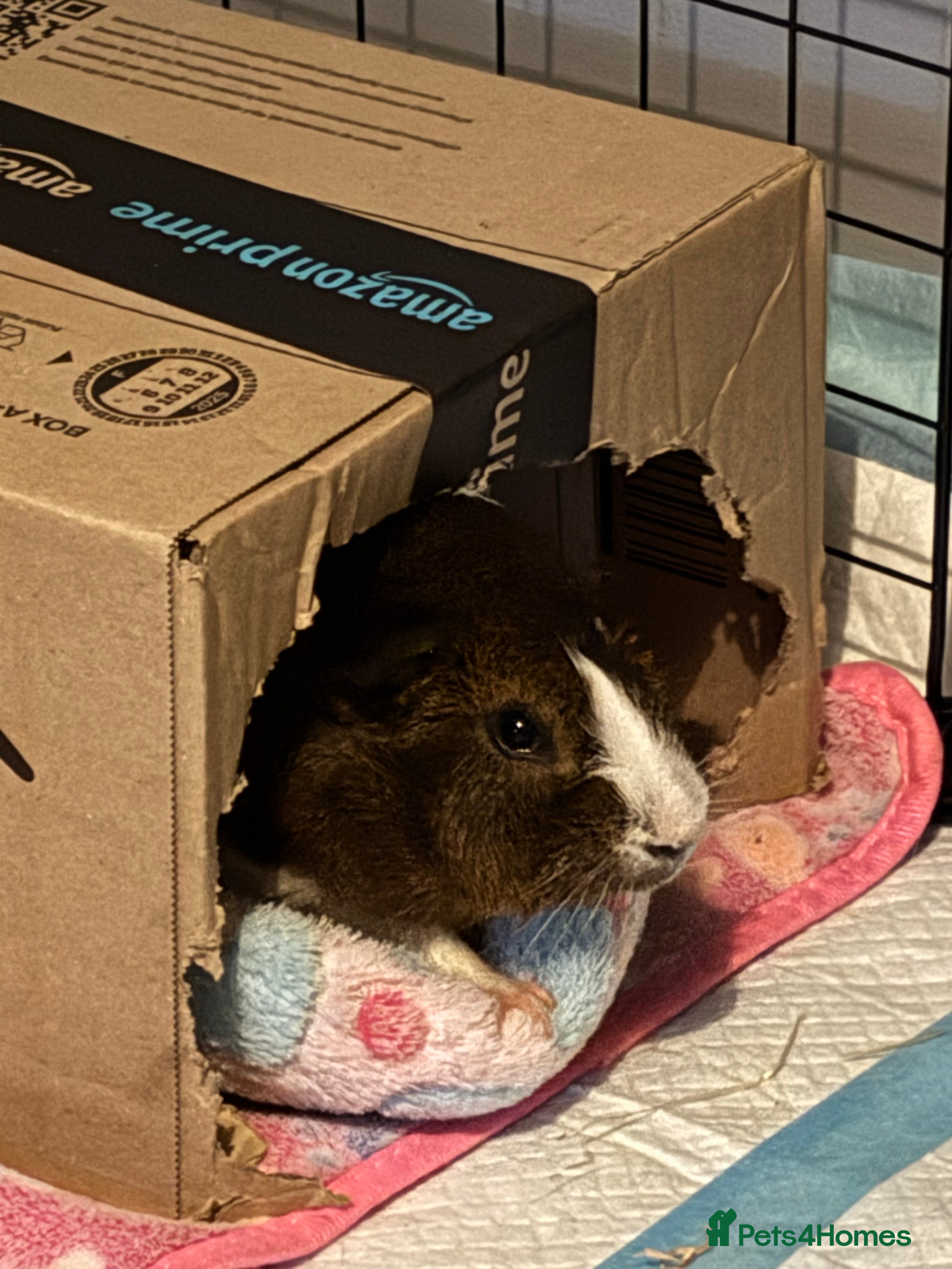 Guinea Pig rodents Alfie - Male Guinea Pig - Advert 2