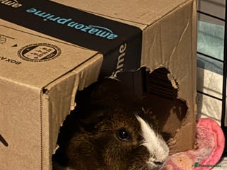 Guinea Pig rodents Alfie - Male Guinea Pig - Advert 3