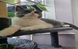British Shorthair cats for sale: Beautiful British Shorthair female 🥰 - Image 4