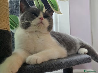 British Shorthair cats Beautiful British Shorthair female 🥰 - Advert 17
