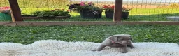 Labrador Retriever dogs for sale: Silver Labrador Retriever Puppies - Advert 25