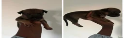 Mixed Breed dogs for sale: Malinois cross staffy  in London - Advert 9