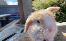 Mini Lop rabbits for sale: Mini lops ready to reserve  - Image 12