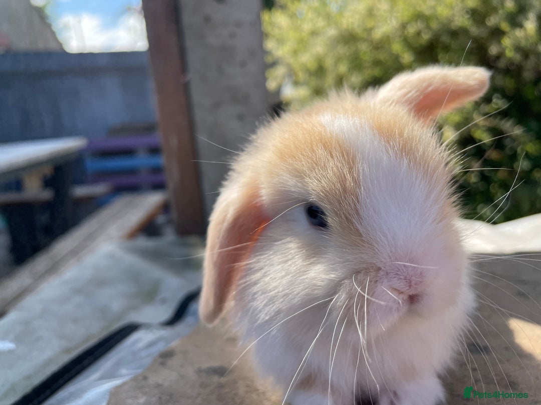Mini Lop rabbits for sale: Mini lops ready to reserve  - Image 12
