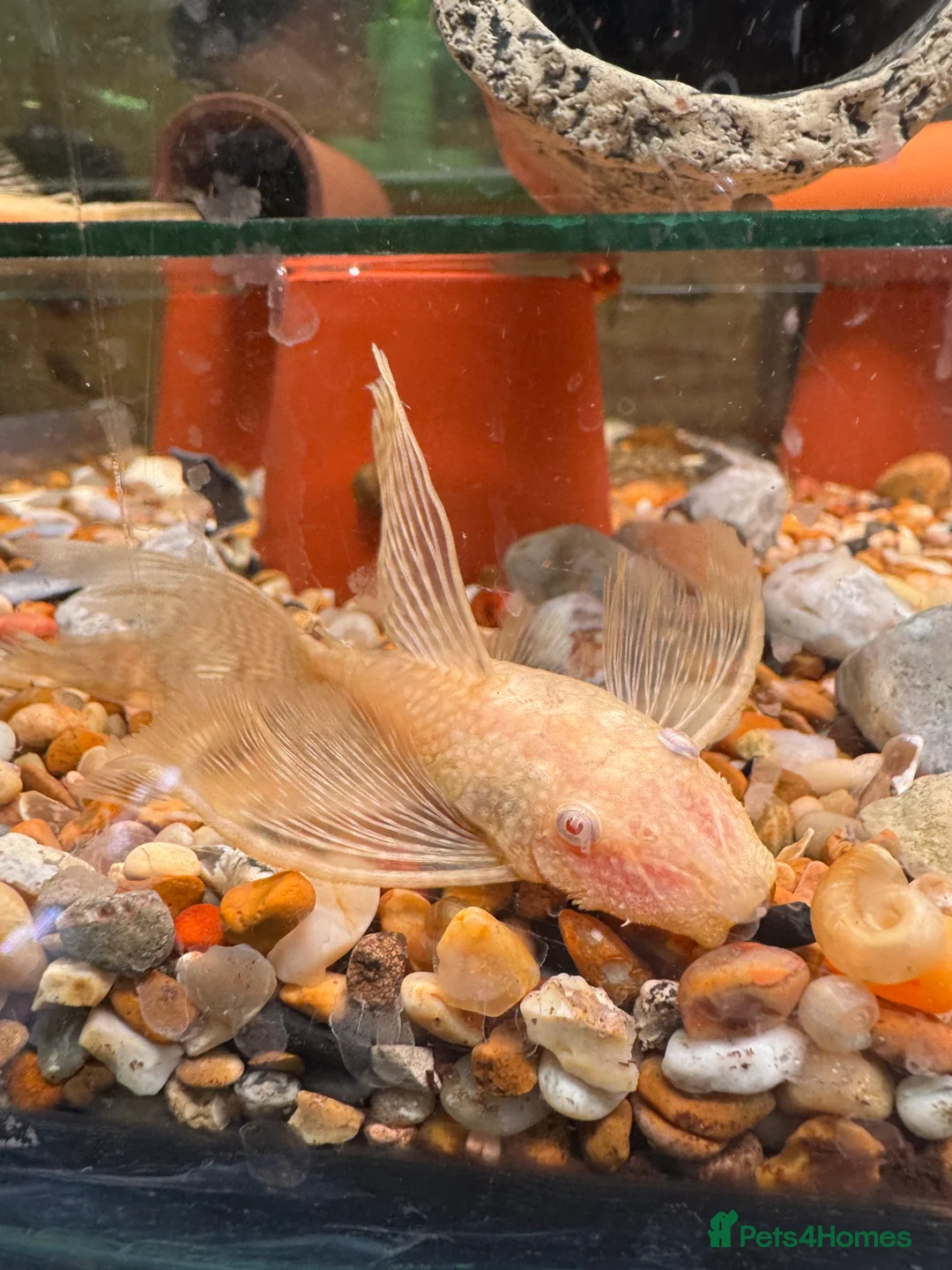 Plecos fish for sale: L236SWandRB mix 3male 5female - Advert 3