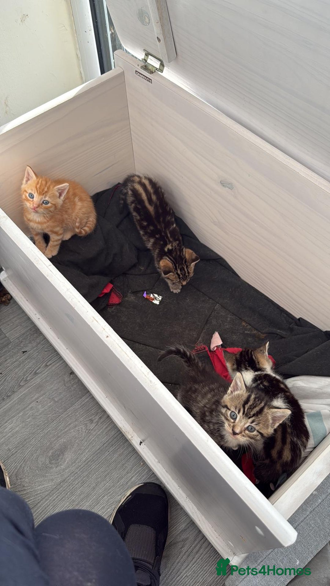 Mixed Breed cats for sale: 4 kittens - Advert 2