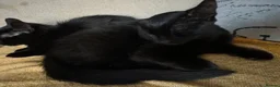 Mixed Breed cats for sale: 6 adorable black kittens for sale  in Windsor - Advert 2