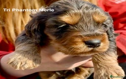 Cockapoo dogs for sale: F1BB Cockapoo Pups  - Image 2