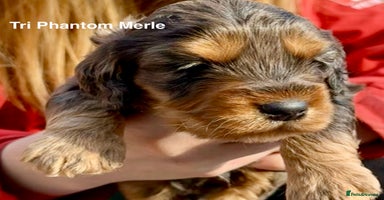 Cockapoo dogs - Advert 15