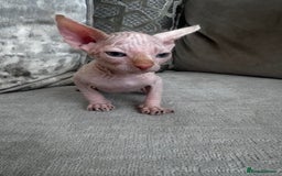 Sphynx cats for sale: TWO MALE SPHYNX KITTENS  - Image 6