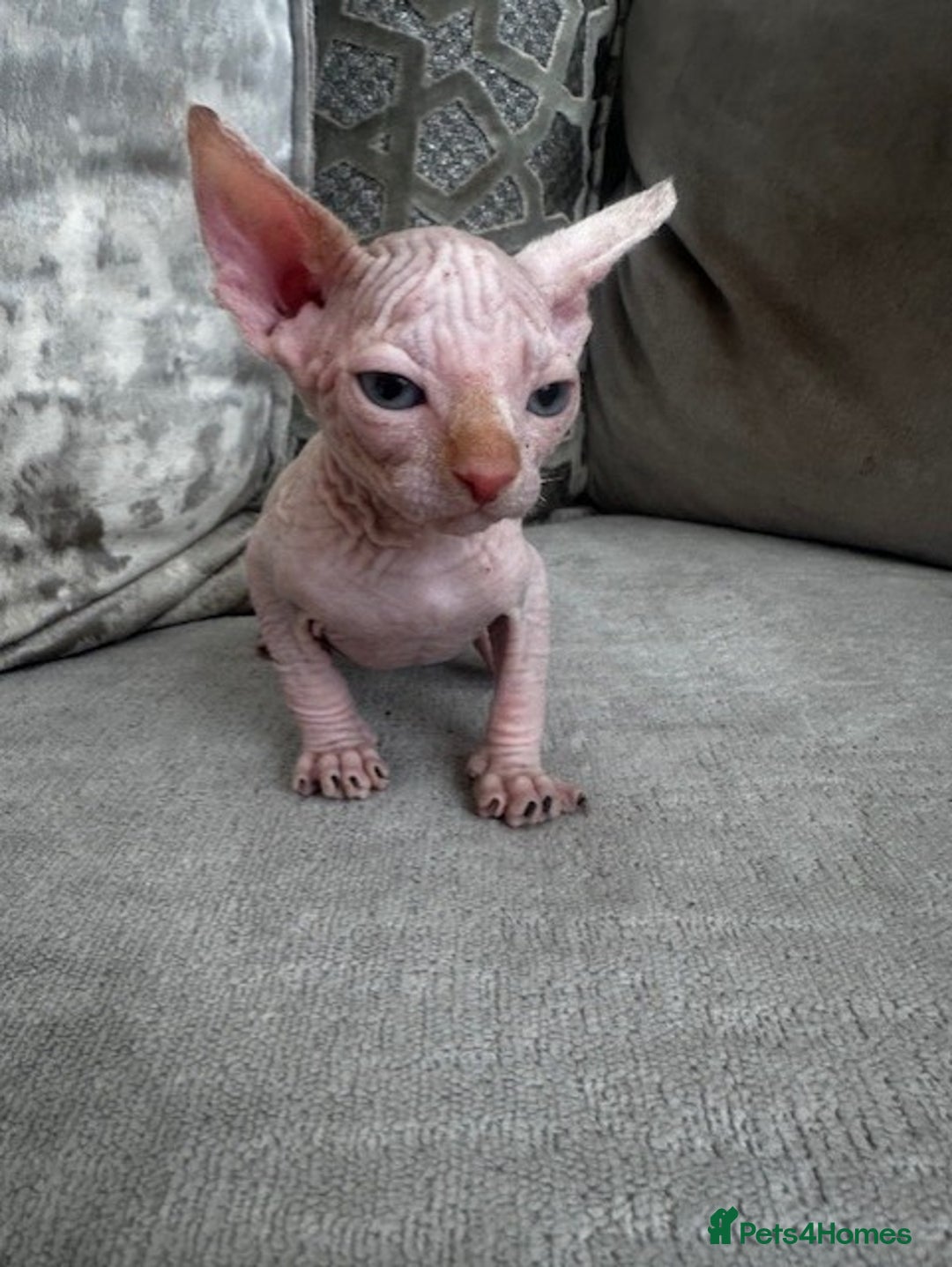 Sphynx cats for sale: TWO MALE SPHYNX KITTENS  - Image 6