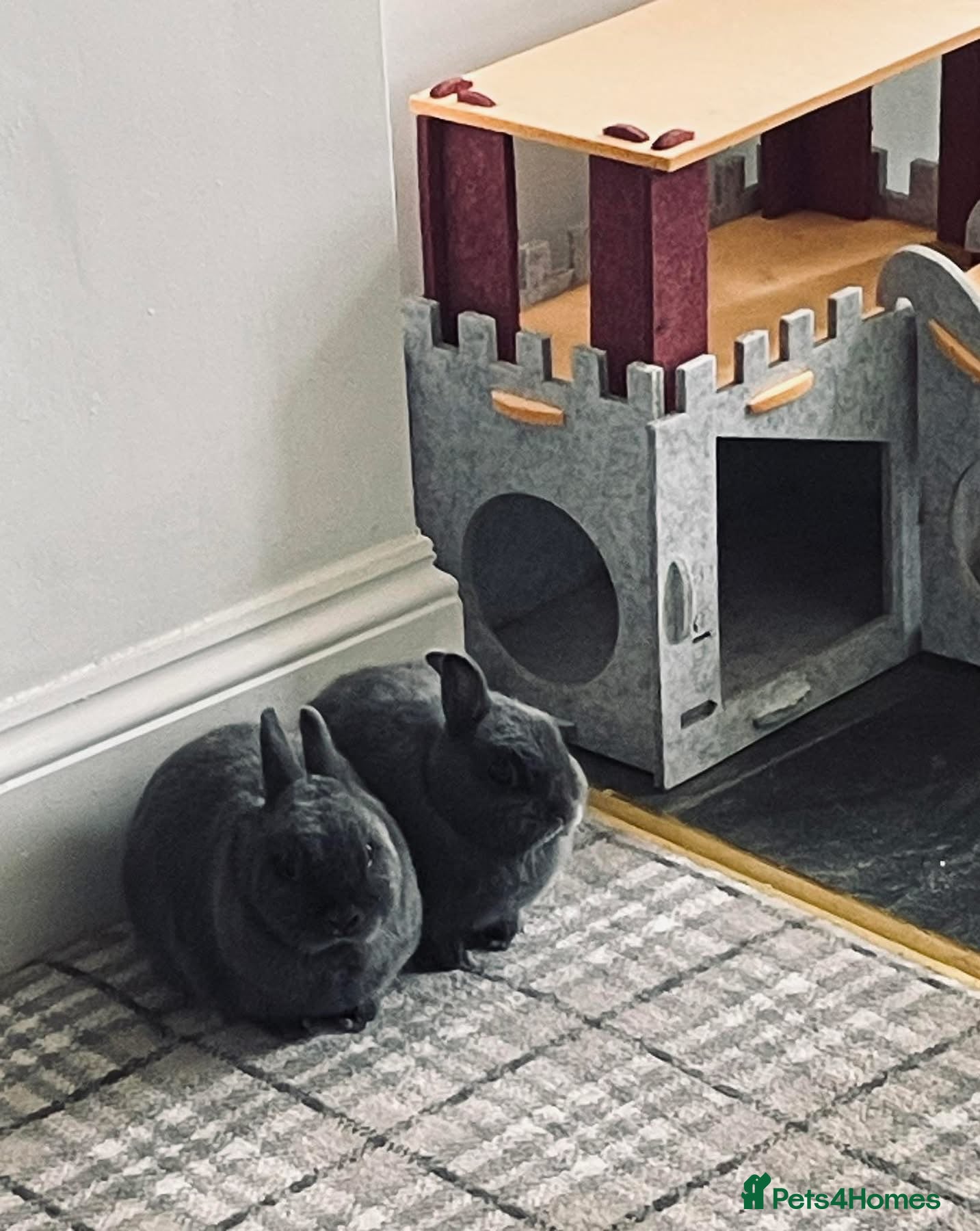 Mixed Breed rabbits 2 male castrated 2 yr old Rabbits  - Advert 5