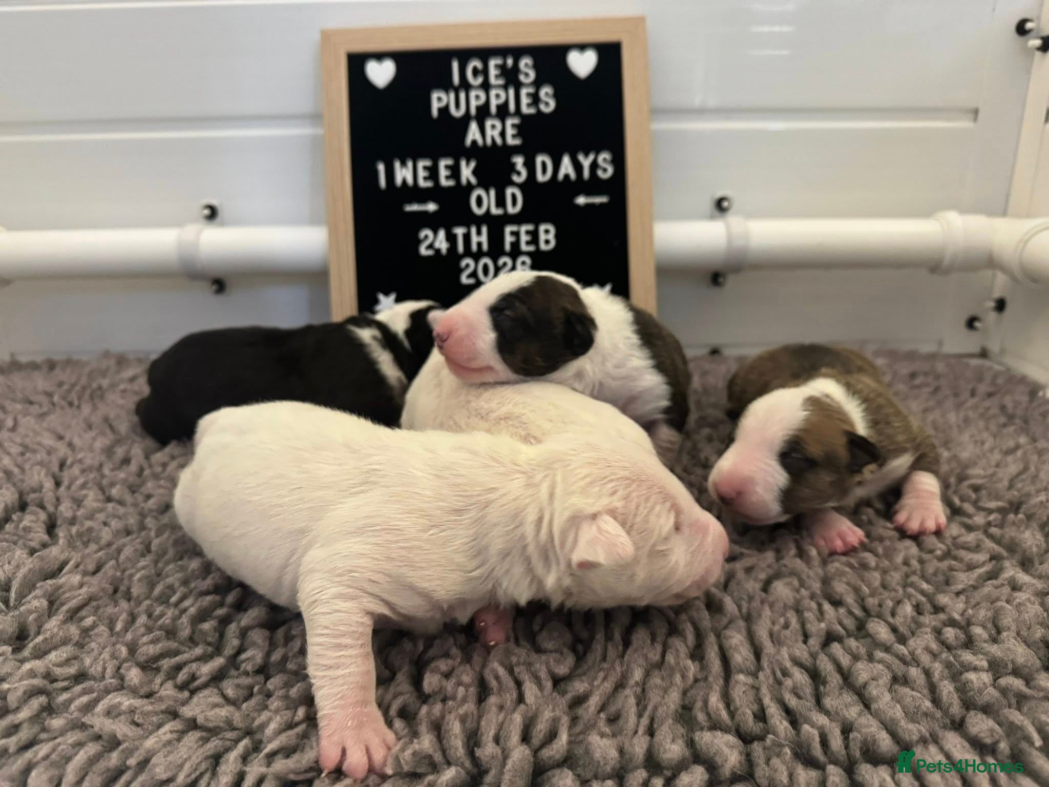 Bull Terrier dogs KC Registered Puppies - Advert 14