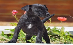 Patterdale Terrier dogs for sale: 5 ⭐️ LICENSED & REGISTERED🛑READY TO LEAVE NOW🛑 in Wisbech - Image 5