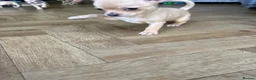Chihuahua dogs for sale: READY NOW - 2 BOYS LEFT!! - Advert 15