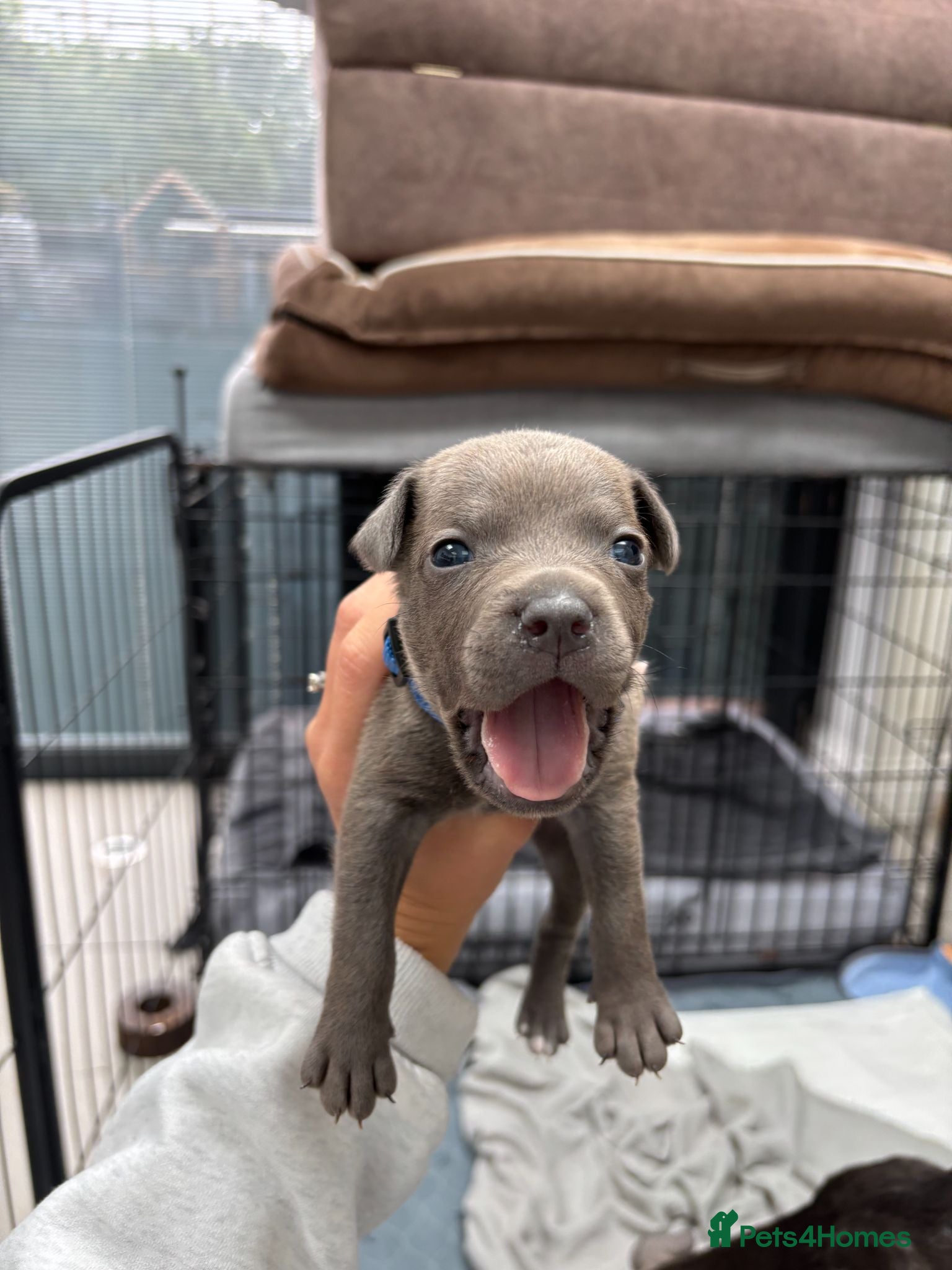 Staffordshire Bull Terrier dogs *3 WEEKS OLD* Blue Staff Bull Terrier Puppies  - Advert 2