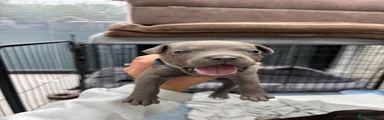 Staffordshire Bull Terrier Puppy 1