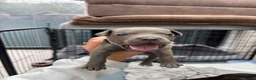 Staffordshire Bull Terrier dogs for sale: 3 Left *Avail 15th July* - Blue Staff Puppies  - Advert 30
