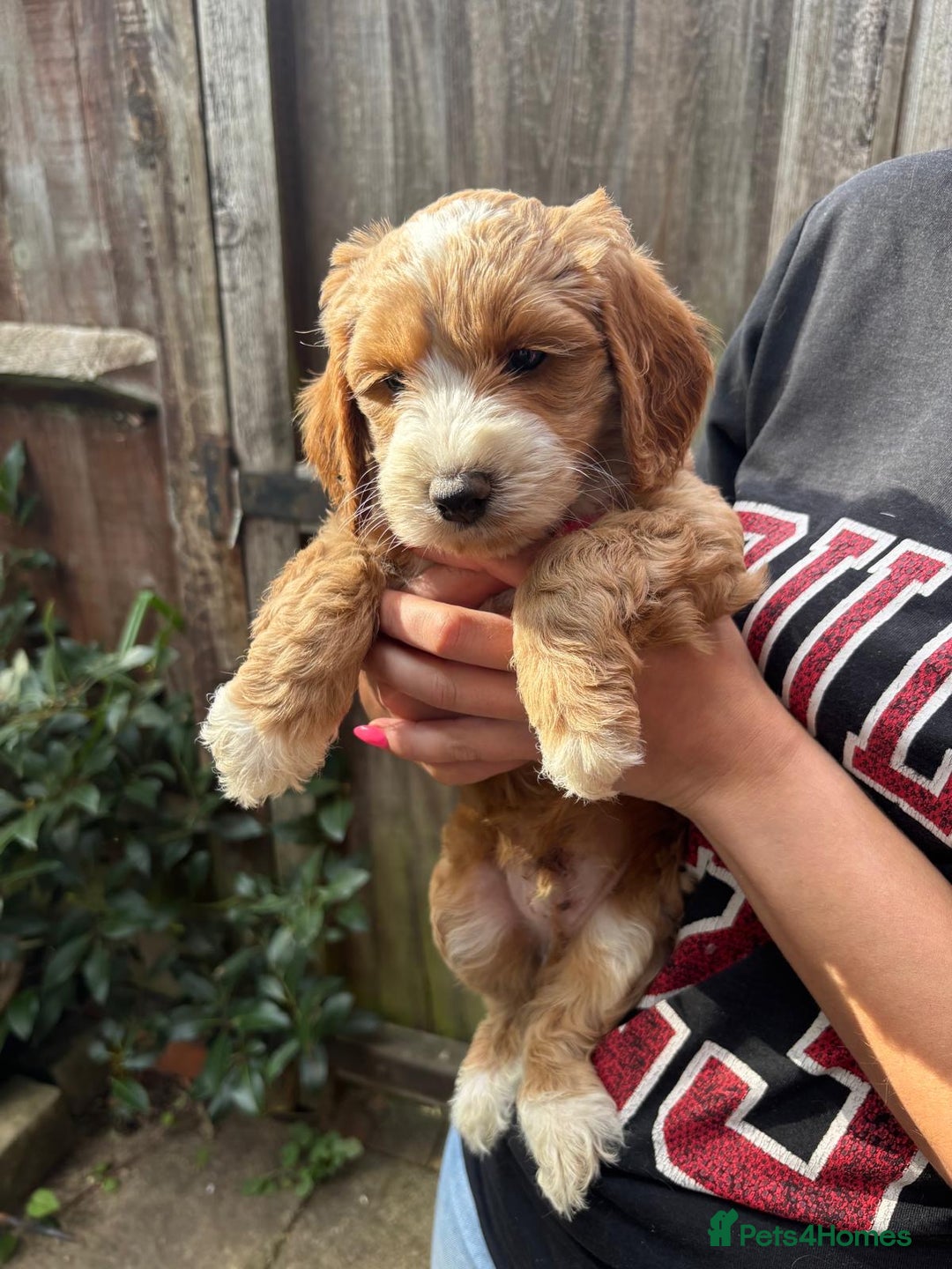 Cockapoo dogs for sale: Beautiful Cockapoo Puppies – Ready Soon  - Image 1