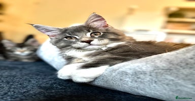 Maine Coon cats - Advert 11