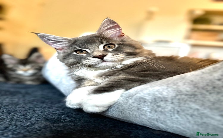 Maine Coon cats - Advert 1