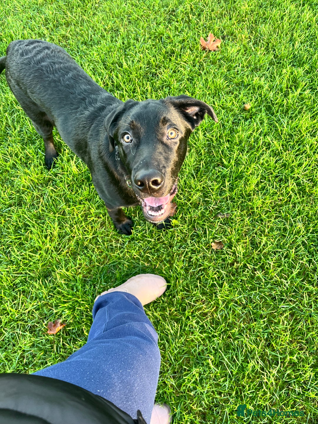 Mixed Breed dogs for sale: 6 month old Sheprador for sale  - Advert 6