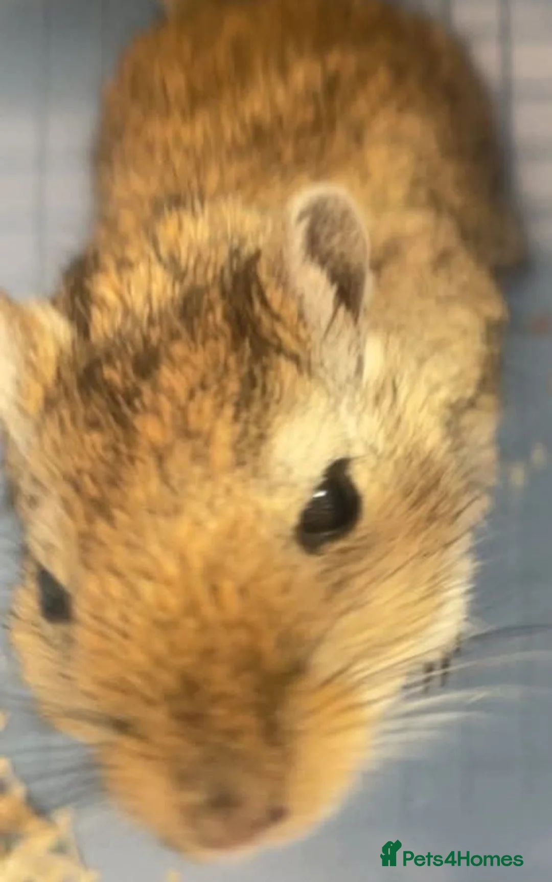 Gerbil rodents for sale: 2 male gerbils - Advert 1