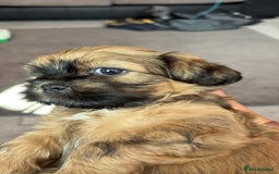 Zuchon dogs for sale: Zuchon pups - Image 8