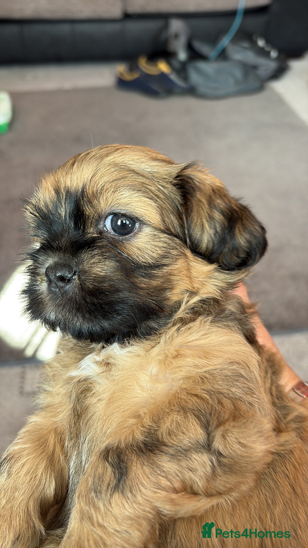Zuchon dogs for sale: Zuchon pups - Image 8