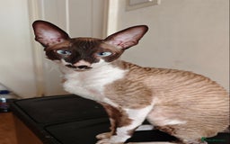 Cornish Rex cats for sale: 1 year old Beautiful Cornish rex  - Image 2